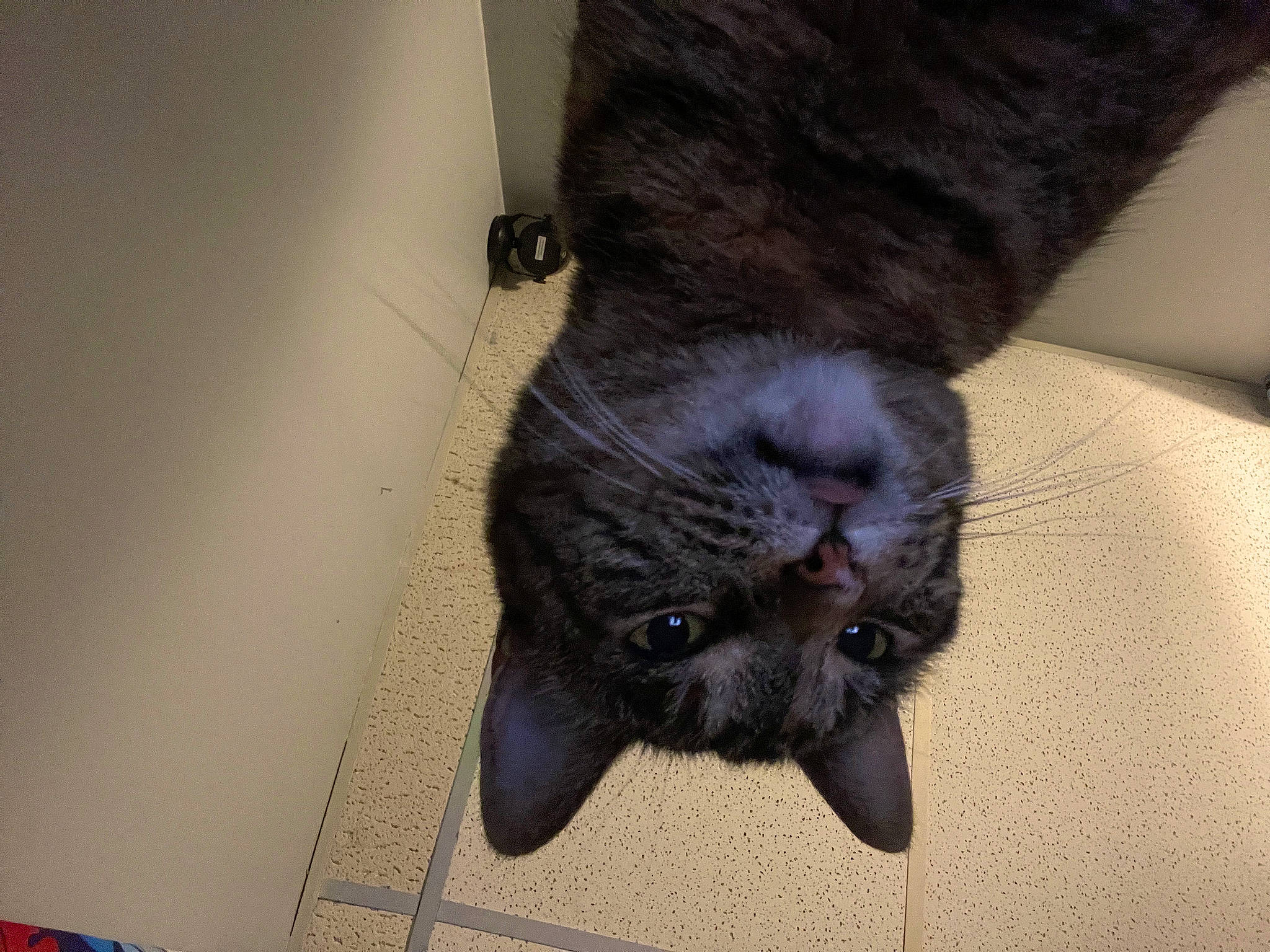 Bella joined the competition — help win amazing prizes! black_cat, carnivore, cat, claw, comfort, domestic_short_haired_cat, felidae, flooring, foot, fur, paw, russian_blue, small_to_medium_sized_cats, snout, tail, terrestrial_animal, whiskers