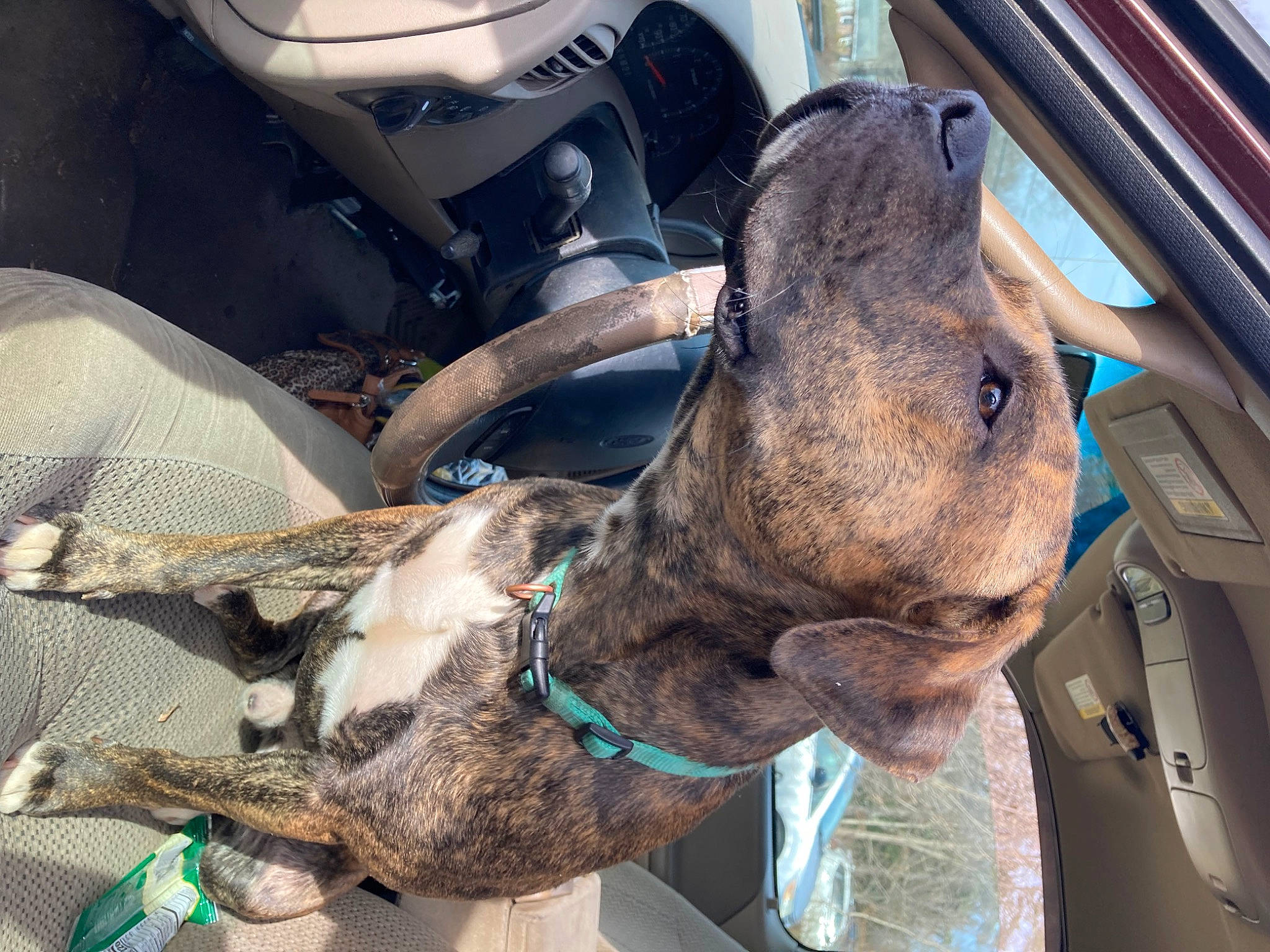 Mac joined the competition — help win amazing prizes! auto_part, automotive_exterior, automotive_tire, car, car_seat, collar, dog_breed, fawn, fender, hood, motor_vehicle, pack_animal, snout, sporting_group, steering_wheel, vehicle, vehicle_door, window, windshield, working_animal