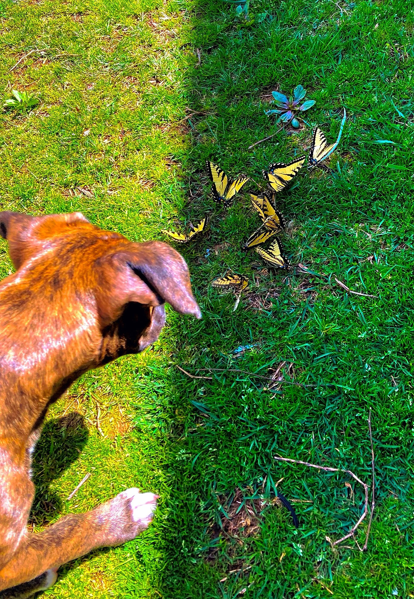 Mac is registered to the contest to win money with this photo: art, canidae, fawn, grass, groundcover, liver, metal, natural_landscape, natural_material, people_in_nature, plant, shadow, tail, terrestrial_animal, tints_and_shades, trunk, wood, working_animal
