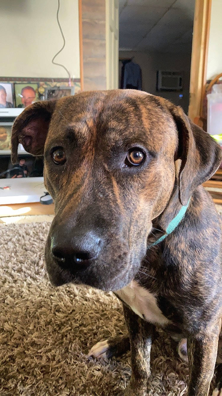 Mac is registered to the contest to win money with this photo: canidae, carnivore, collar, companion_dog, dog, dog_breed, dog_collar, fawn, fur, guard_dog, hunting_dog, liver, pet_supply, picture_frame, plott_hound, sporting_group, treeing_tennessee_brindle, whiskers, working_animal, working_dog