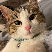 Bunny joined the competition — help win amazing prizes! cat, close_up, indoor, pet, feline, whiskers, pink_nose, collar, bell, cute, relaxed, fur, tabby, animal, domestic, portrait, laying, soft, cozy, looking