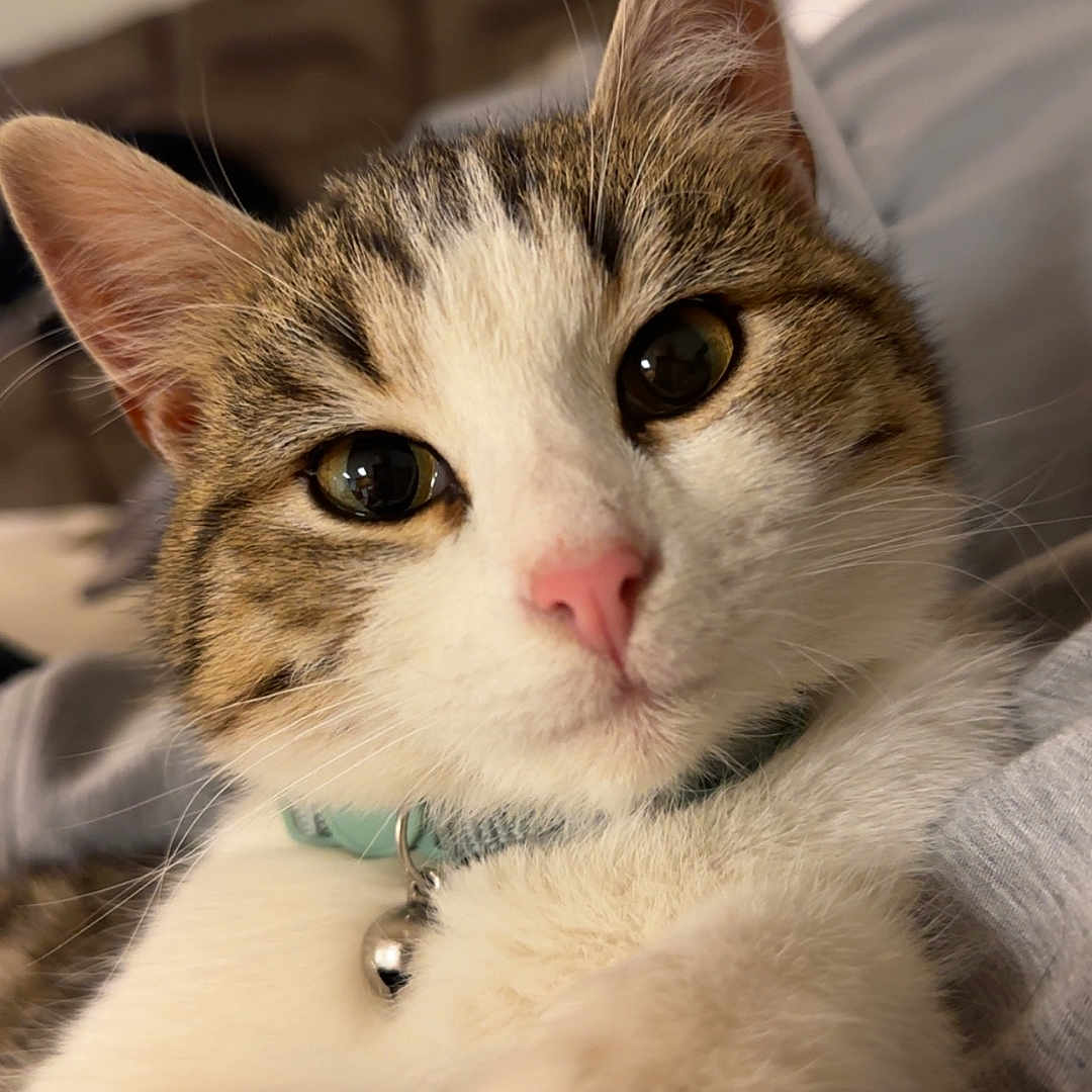 Bunny joined the competition — help win amazing prizes! cat, close_up, indoor, pet, feline, whiskers, pink_nose, collar, bell, cute, relaxed, fur, tabby, animal, domestic, portrait, laying, soft, cozy, looking