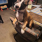 Lou Lou is registered to the contest to win money with this photo: animal, brindle, brown, chair, collar, curious, cute, dog, domestic, floor, furniture, head_tilt, indoor, patterned, pet, puppy, table, tablecloth, toy, white