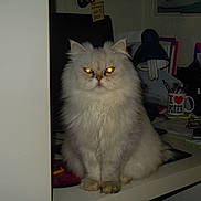 Diamant participe au concours pour gagner de l'argent avec cette photo : cat, fluffy, white_cat, indoor, desk, lamp, mug, office_supplies, glowing_eyes, feline, pet, table, clutter, stationery, glasses, paper, pen_holder, computer_mouse, sitting, curious