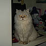 cat, fluffy, white_cat, indoor, desk, lamp, mug, office_supplies, glowing_eyes, feline, pet, table, clutter, stationery, glasses, paper, pen_holder, computer_mouse, sitting, curious
