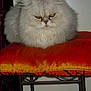 Diamant a rejoint le concours — aidez-le/la à gagner de superbes lots ! cat, persian_cat, fluffy, white_cat, orange_cushion, stool, indoor, pet, feline, animal, fur, resting, closeup, expression, grumpy, domestic, household, cute, portrait, sitting
