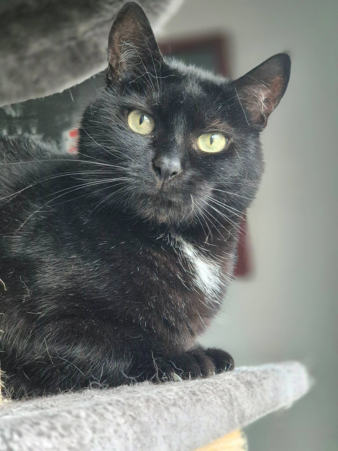 Tachou a rejoint le concours — aidez-le/la à gagner de superbes lots ! abyssinian, animal, blackcat, cat, kitten, manx, pet