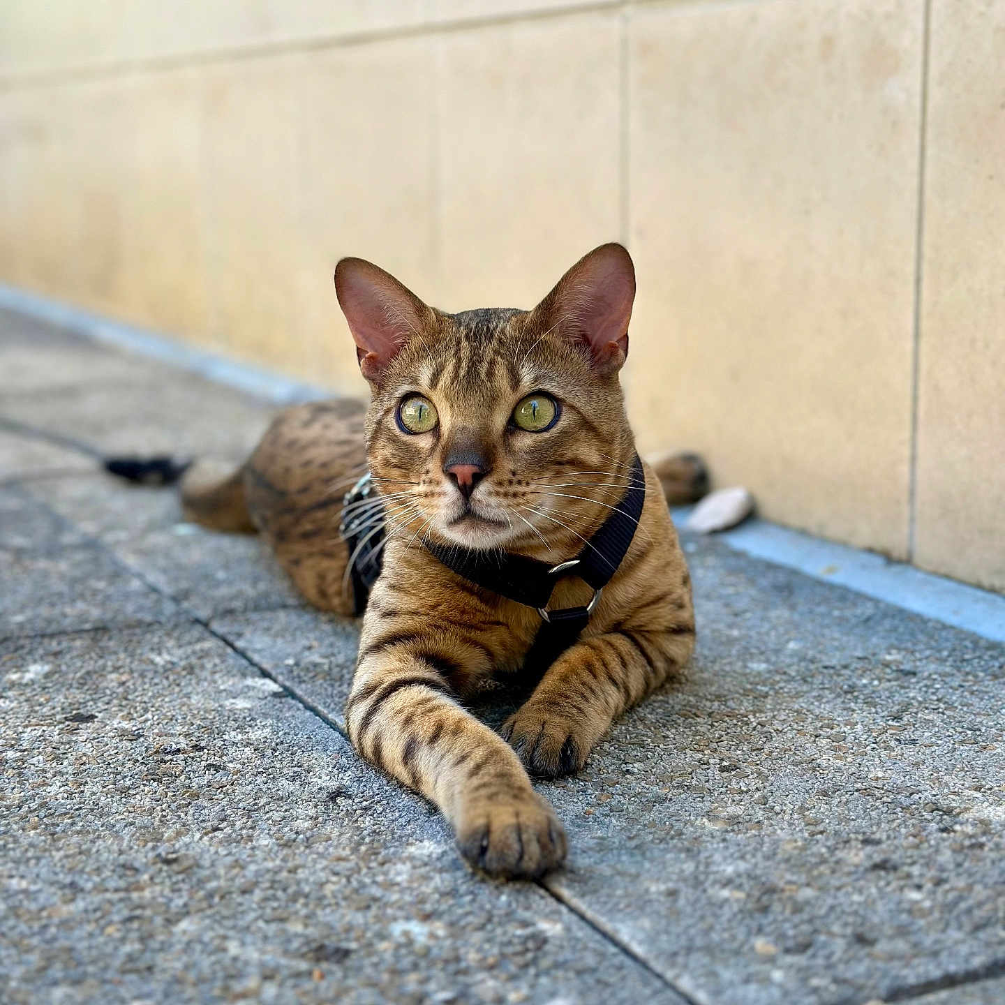 Uggy a rejoint le concours — aidez-le/la à gagner de superbes lots ! abyssinian, accessories, animal, architecture, building, cat, egyptiancat, flagstone, harness, kitten, leash, manx, ocelot, path, pet, sidewalk, slate, strap, walkway, wall