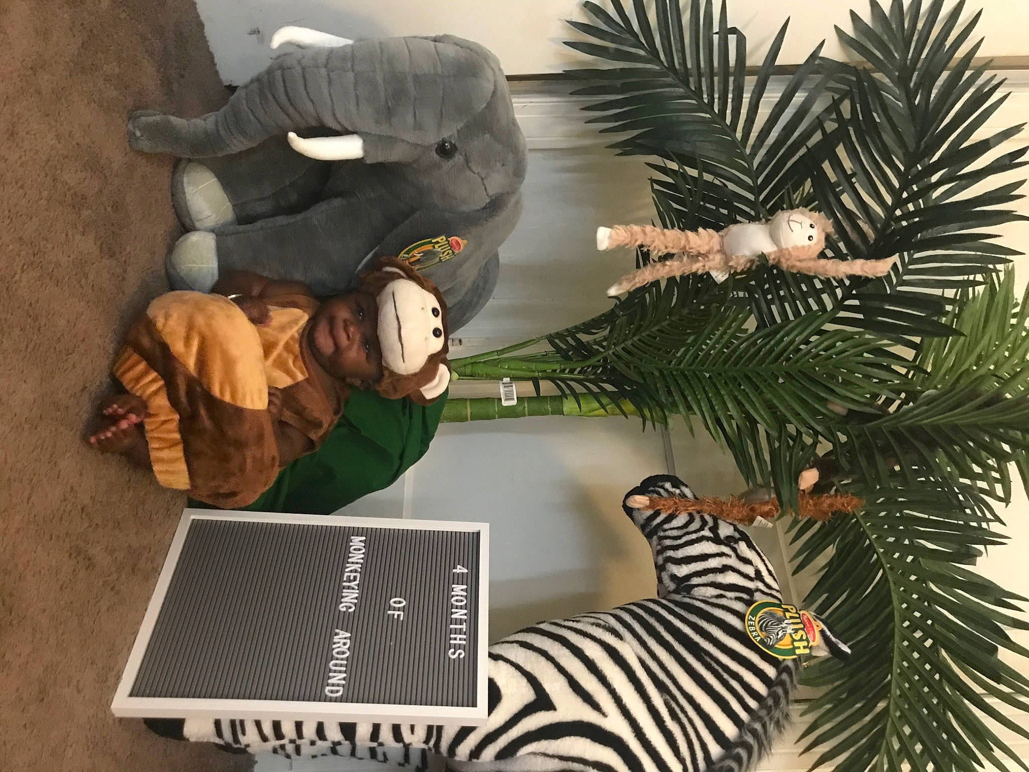 Donnie joined the competition — help win amazing prizes! christmas, headwear, interior_design, person, pine_family, plant, tree, zebra
