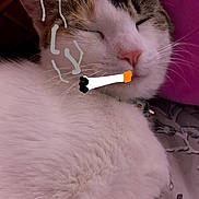 Sidak joined the competition — help win amazing prizes! cat, sleeping, white_fur, tabby, close_up, pet, indoor, bed, pillow, collar, relaxed, cute, domestic_animal, feline, whiskers, nose, ears, fur, drawing, humor