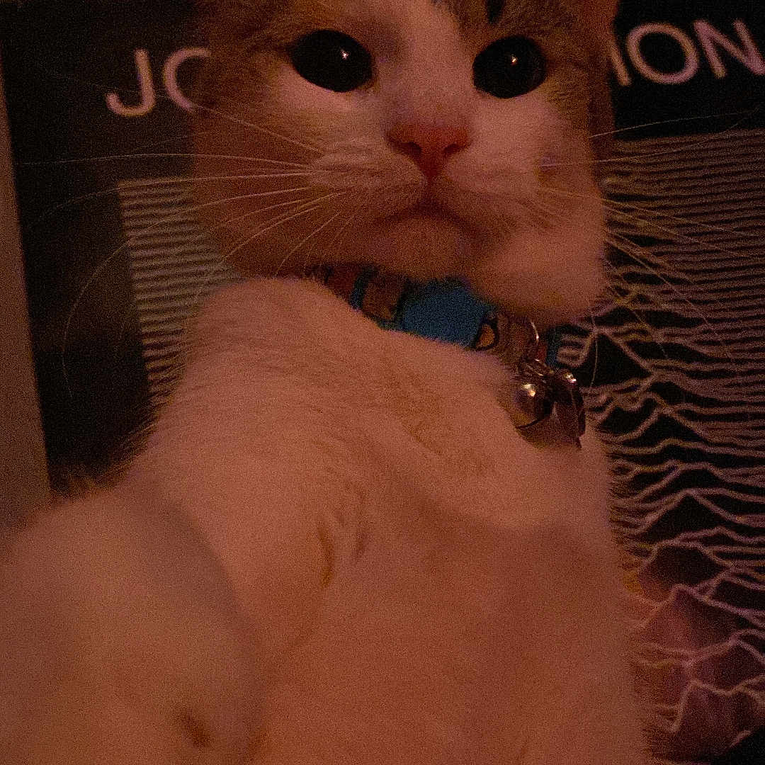 Sidak is registered to the contest to win money with this photo: animal, cat, close_up, collar, curious, cute, dim_lighting, domestic_animal, ears, face, feline, fur, indoor, looking_up, paw, pet, poster, tabby, whiskers, white_fur