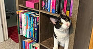 Milo is registered to the contest to win money with this photo: cat, bookshelf, books, indoor, furniture, curious, black_and_white_cat, wood, cubbyhole, sitting, looking_up, carpet, doorway, room, shelving, colorful, stacked_books, pet, animal, home
