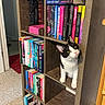 cat, bookshelf, books, indoor, furniture, curious, black_and_white_cat, wood, cubbyhole, sitting, looking_up, carpet, doorway, room, shelving, colorful, stacked_books, pet, animal, home