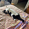 cat, black_and_white, bed, floral_bedspread, blanket, indoor, laundry_basket, door, carpet, furniture, relaxed, pet, animal, cute, lying_down, playful, home, cozy, curious, paws_up