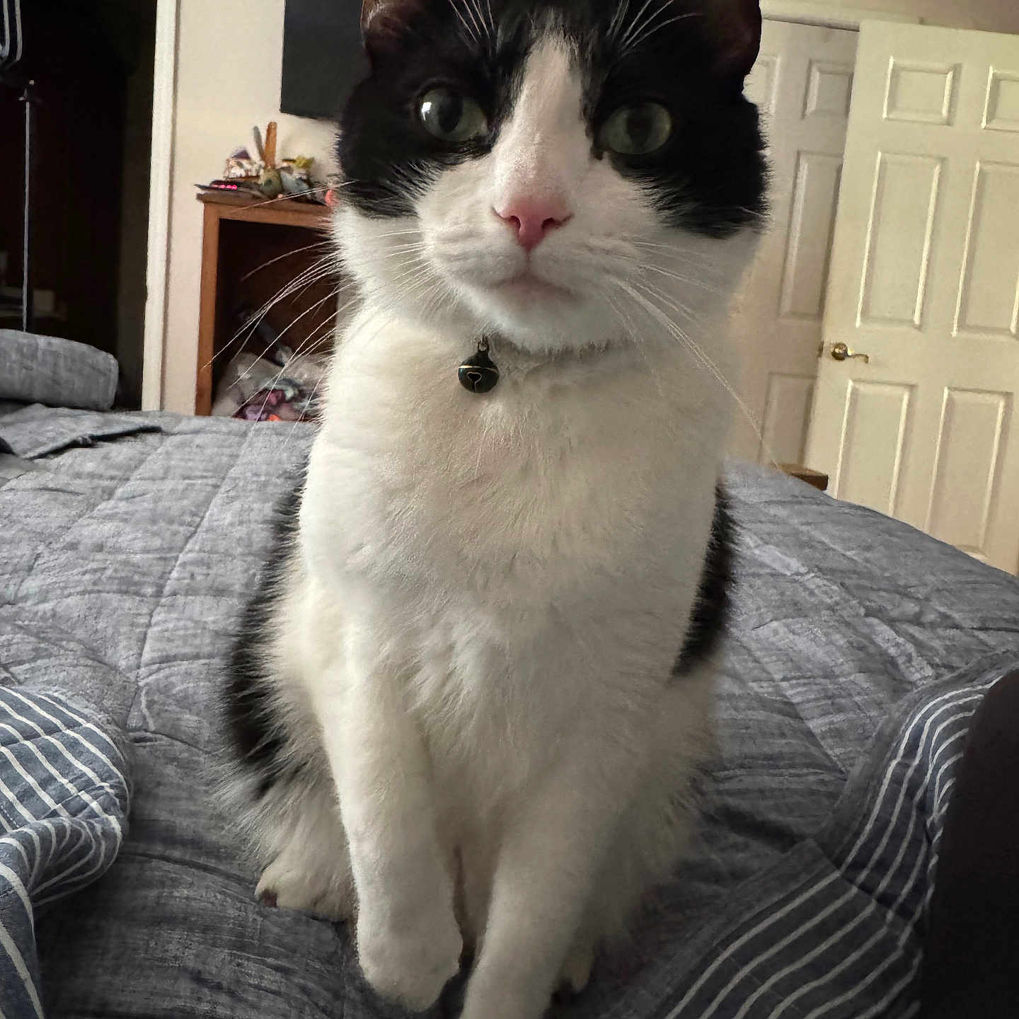 Jax is registered to the contest to win money with this photo: bed, bell, black_and_white, blanket, cat, closeup, collar, curious, door, ears, eyes, feline, furniture, indoor, nose, pet, quilt, room, sitting, whiskers