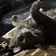 Goober is registered to the contest to win money with this photo: cat, gray_cat, feline, pet, upside_down, stretching, whiskers, fur, blanket, cozy, indoor, leather_couch, relaxed, playful, closeup, animal, cute, paw, home, resting