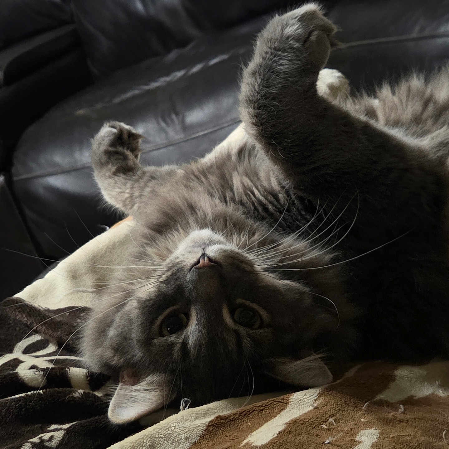 Goober is registered to the contest to win money with this photo: cat, gray_cat, feline, pet, upside_down, stretching, whiskers, fur, blanket, cozy, indoor, leather_couch, relaxed, playful, closeup, animal, cute, paw, home, resting