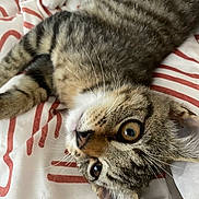 Nini a rejoint le concours — aidez-le/la à gagner de superbes lots ! abyssinian, animal, blanket, cat, couch, face, furniture, head, kitten, manx, person, pet, photography, portrait, quilt, siamese, sleeping, towel