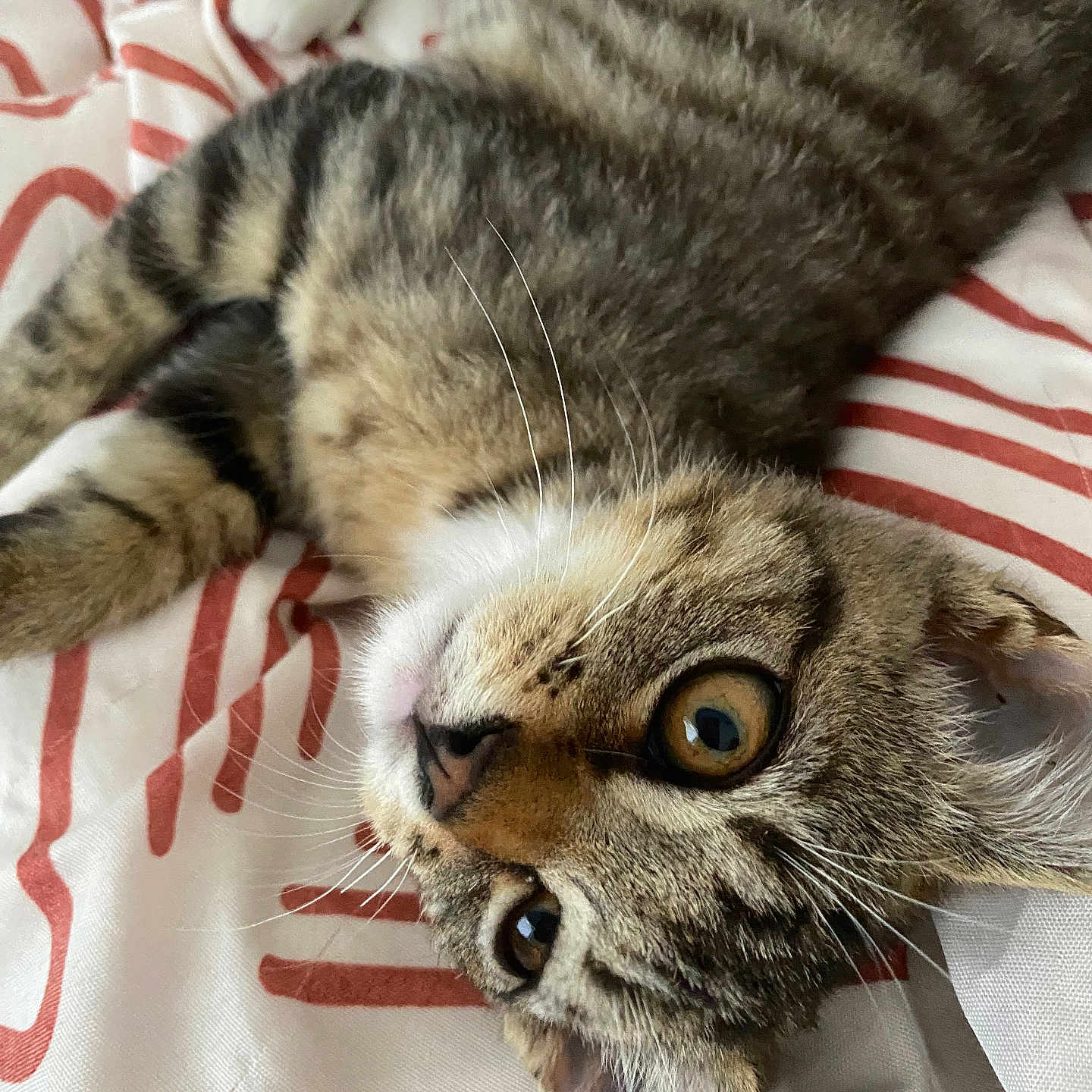 Nini a rejoint le concours — aidez-le/la à gagner de superbes lots ! abyssinian, animal, blanket, cat, couch, face, furniture, head, kitten, manx, person, pet, photography, portrait, quilt, siamese, sleeping, towel