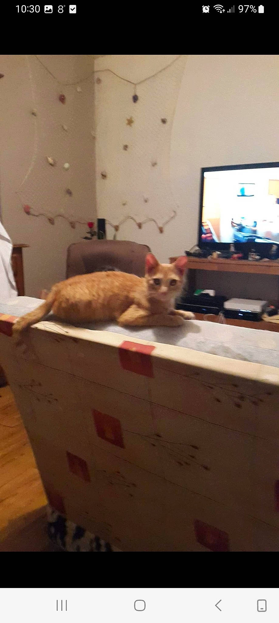 Peppa participe au concours pour gagner de l'argent avec cette photo : cabinetry, carnivore, carton, cat, comfort, computer, drawer, fawn, felidae, floor, flooring, hardwood, home_appliance, personal_computer, shipping_box, small_to_medium_sized_cats, table, tail, whiskers, wood