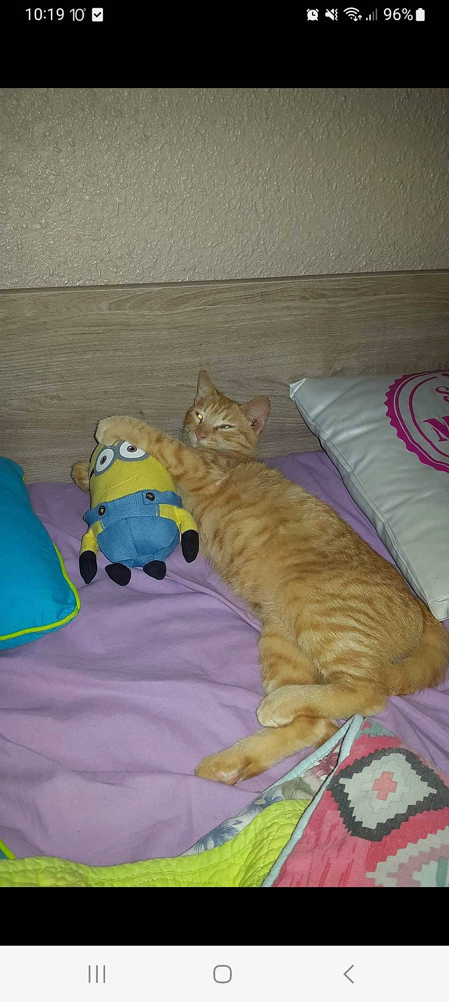 Peppa participe au concours pour gagner de l'argent avec cette photo : bed, bed_sheet, bedding, bedroom, carnivore, cat, comfort, domestic_short_haired_cat, duvet, fawn, felidae, fur, hardwood, linens, nap, room, small_to_medium_sized_cats, tail, whiskers, wood