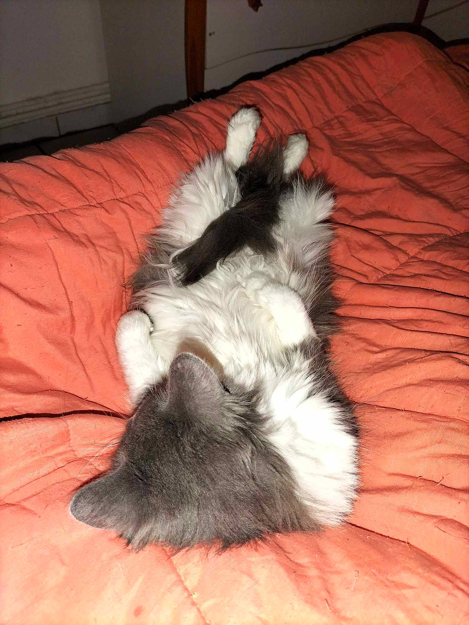 Peppounette a rejoint le concours — aidez-le/la à gagner de superbes lots ! carnivore, comfort, companion_dog, couch, dog, dog_breed, felidae, flooring, fur, hardwood, linens, nap, paw, room, small_to_medium_sized_cats, sporting_group, tail, terrier, whiskers, working_animal