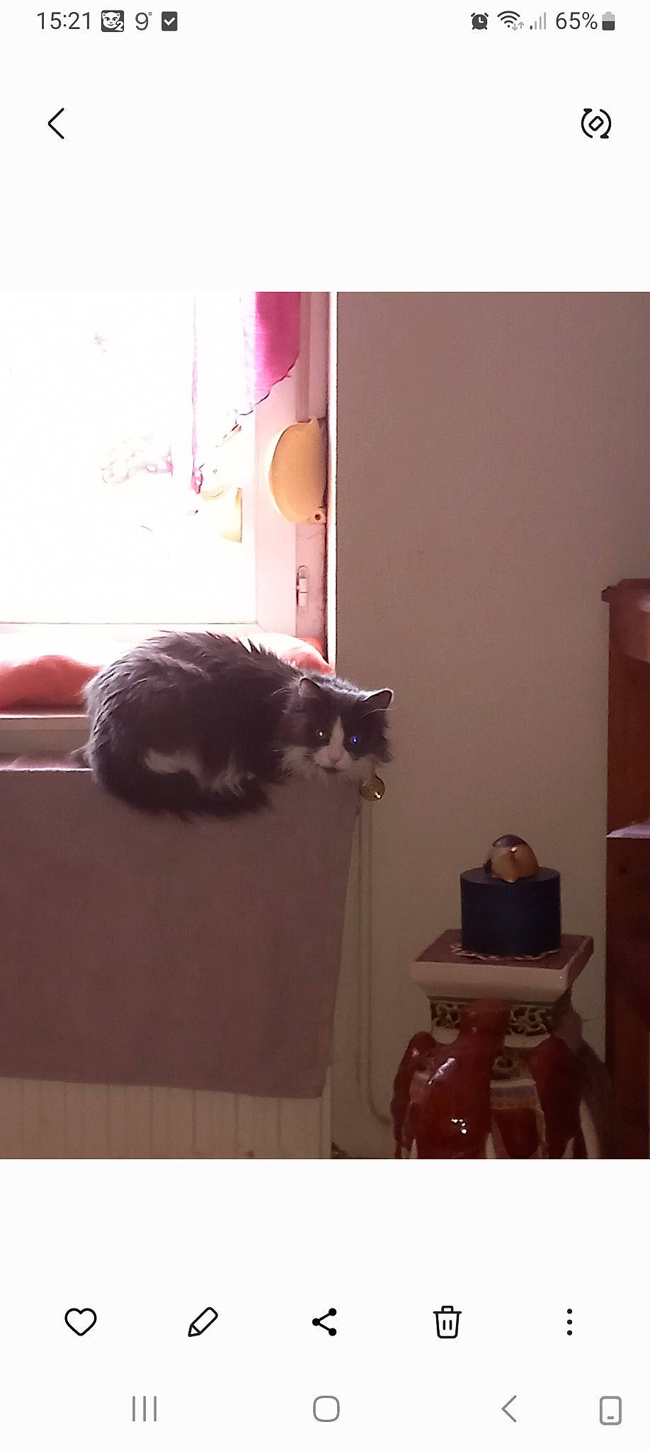 Peppounette participe au concours pour gagner de l'argent avec cette photo : brown, carnivore, cat, comfort, domestic_short_haired_cat, felidae, floor, flooring, fur, grey, hardwood, house, magenta, room, small_to_medium_sized_cats, tail, tints_and_shades, whiskers, window, wood