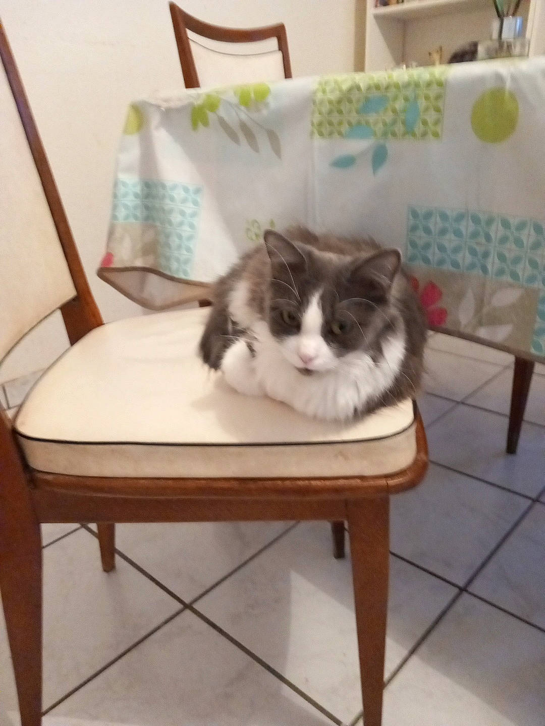 Peppounette participe au concours pour gagner de l'argent avec cette photo : carnivore, cat, chair, comfort, couch, felidae, floor, flooring, fur, furniture, hardwood, interior_design, living_room, plant, rectangle, small_to_medium_sized_cats, table, tail, whiskers, wood