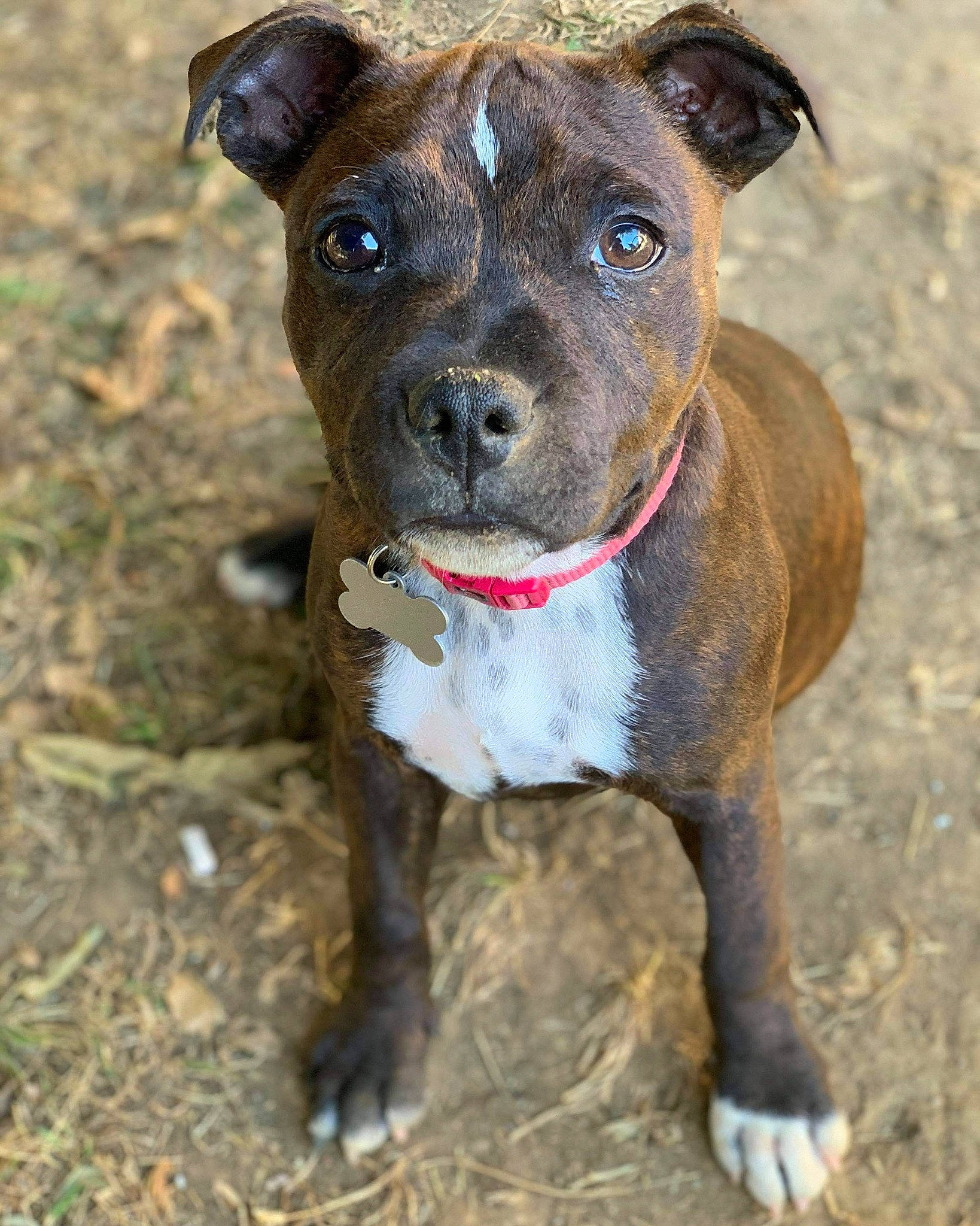 Ruby participe au concours pour gagner de l'argent avec cette photo : alaunt, american_pit_bull_terrier, american_staffordshire_terrier, canidae, carnivore, catahoula_bulldog, dog, dog_breed, fawn, mammal, non_sporting_group, nose, pit_bull, puppy, rare_breed_dog, snout, sporting_group, staffordshire_bull_terrier, vertebrate, whiskers