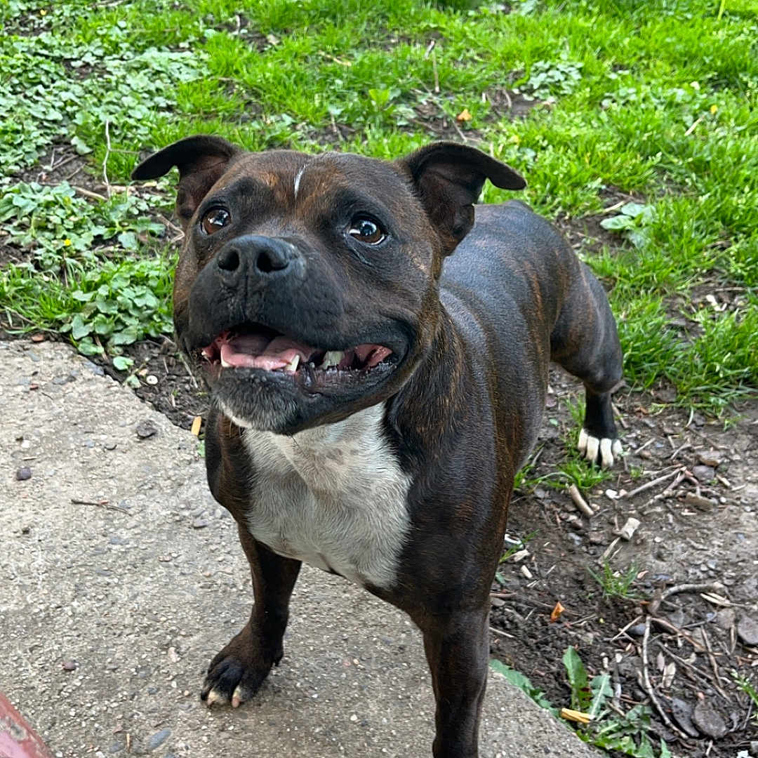 Ruby a rejoint le concours — aidez-le/la à gagner de superbes lots ! animal, bostonbull, boxer, bulldog, canine, dog, frenchbulldog, grass, green, leaf, nature, outdoors, park, pet, pitbull, plant, puppy, rock, soil, vegetation