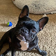 Lyla joined the competition — help win amazing prizes! animal, black_dog, blue_ball, canine, carpet, companion, cute, dog, ears_up, expression, fur, head_tilt, home, indoor, pet, pet_bed, playful, sitting, toy, white_chest_patch