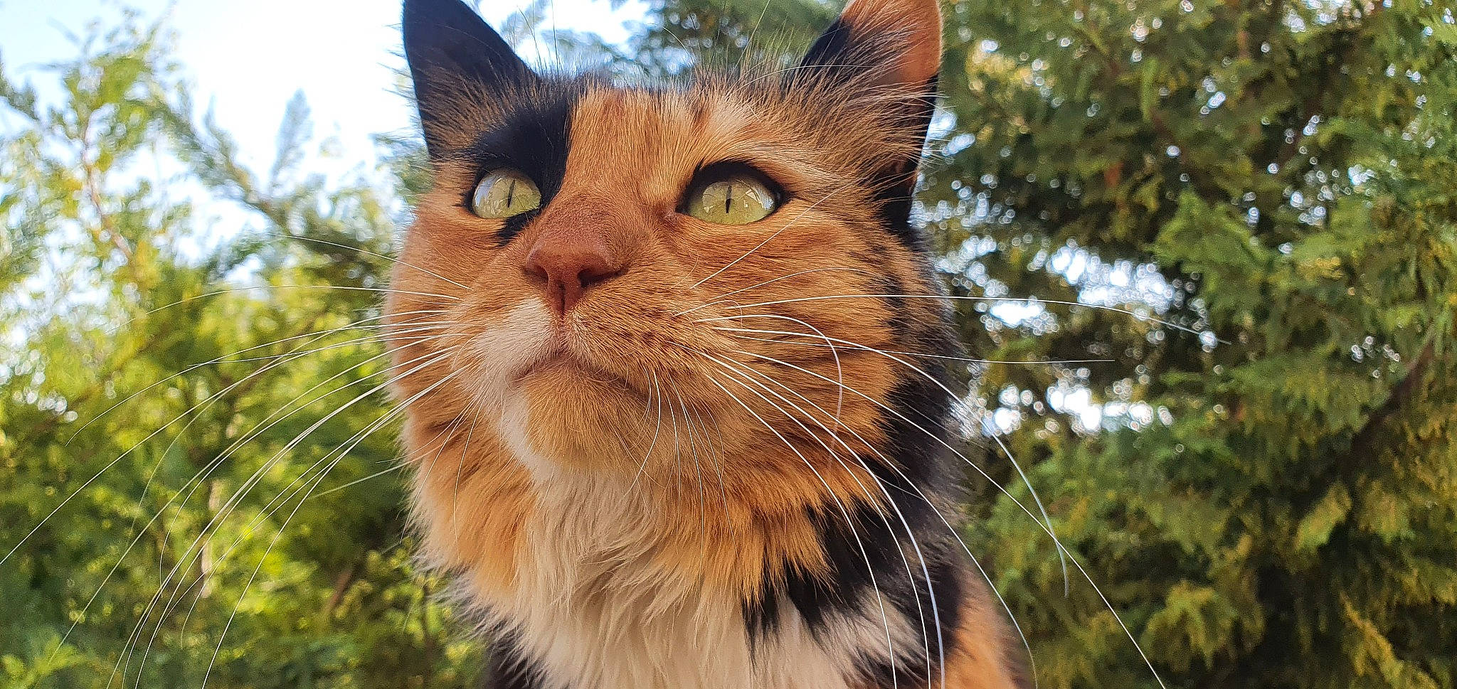 Lixy a rejoint le concours — aidez-le/la à gagner de superbes lots ! aegean_cat, asian, carnivore, cat, close_up, domestic_short_haired_cat, european_shorthair, eye, felidae, fur, grass, mammal, organism, small_to_medium_sized_cats, snout, tabby_cat, vertebrate, whiskers, wild_cat, wildlife