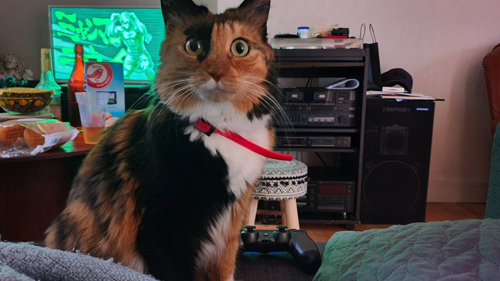 Lixy participe au concours pour gagner de l'argent avec cette photo : asian, carnivore, cat, domestic_short_haired_cat, european_shorthair, felidae, mammal, small_to_medium_sized_cats, technology, whiskers