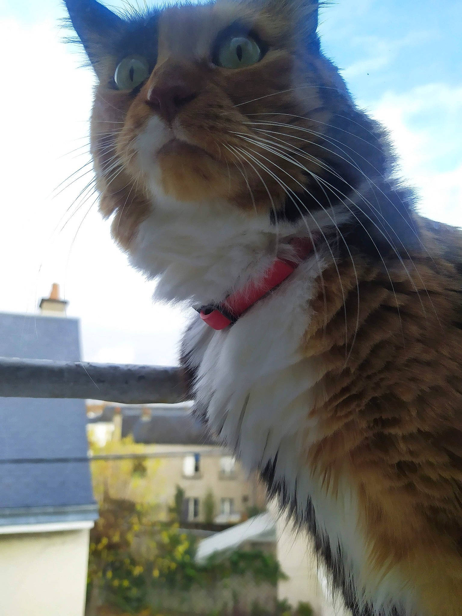 Lixy a rejoint le concours — aidez-le/la à gagner de superbes lots ! aegean_cat, carnivore, cat, domestic_short_haired_cat, european_shorthair, felidae, fur, sky, small_to_medium_sized_cats, snout, tree, whiskers