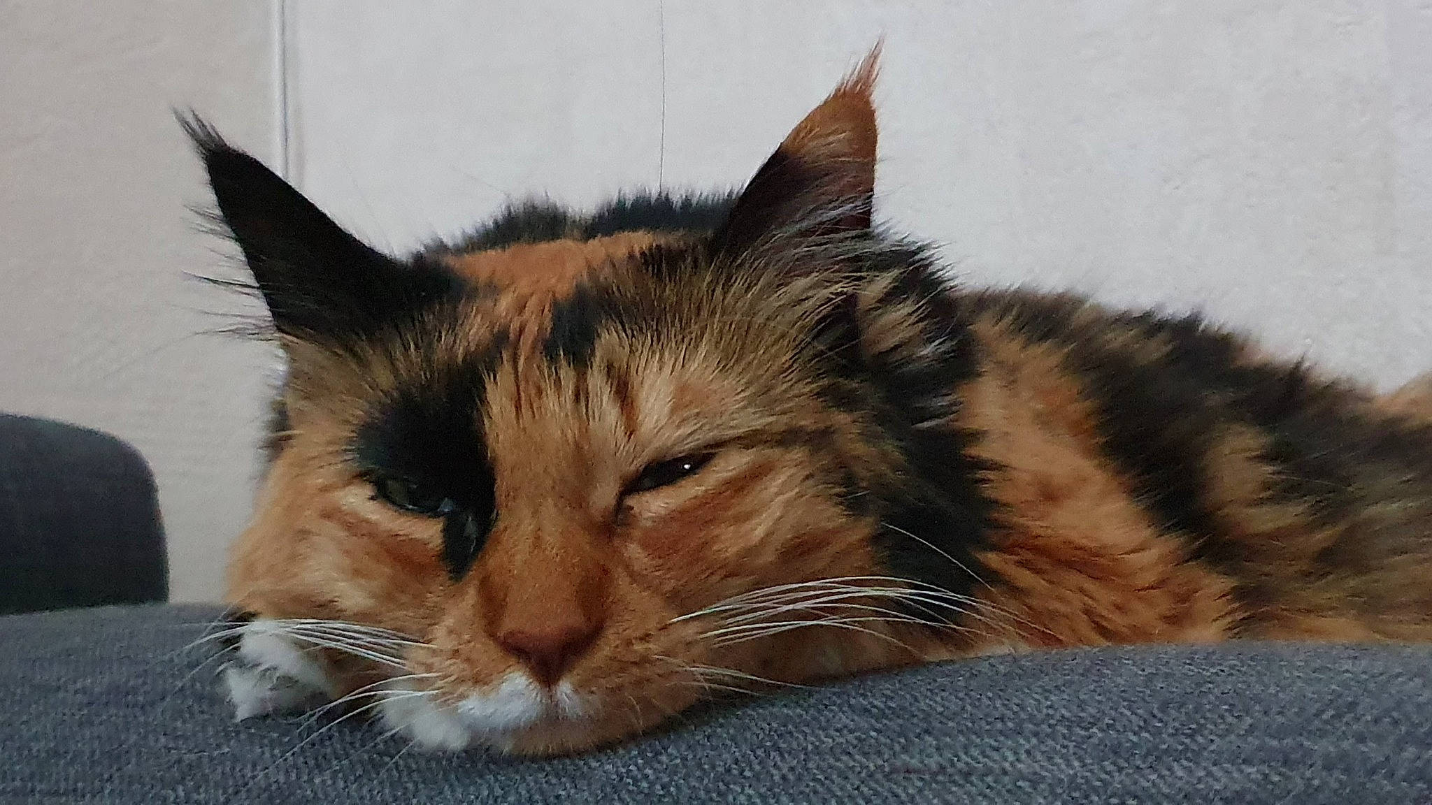 Lixy participe au concours pour gagner de l'argent avec cette photo : aegean_cat, asian, carnivore, cat, domestic_long_haired_cat, ear, european_shorthair, fawn, felidae, fur, kitten, maine_coon, mammal, oriental_longhair, small_to_medium_sized_cats, tabby_cat, vertebrate, whiskers