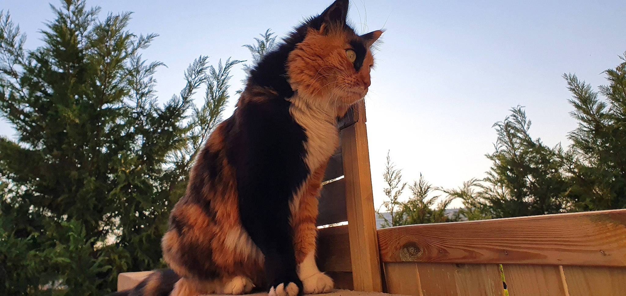 Lixy participe au concours pour gagner de l'argent avec cette photo : carnivore, cat, felidae, fur, maine_coon, mammal, norwegian_forest_cat, sitting, small_to_medium_sized_cats, somali, sunlight, tail, whiskers, wildlife