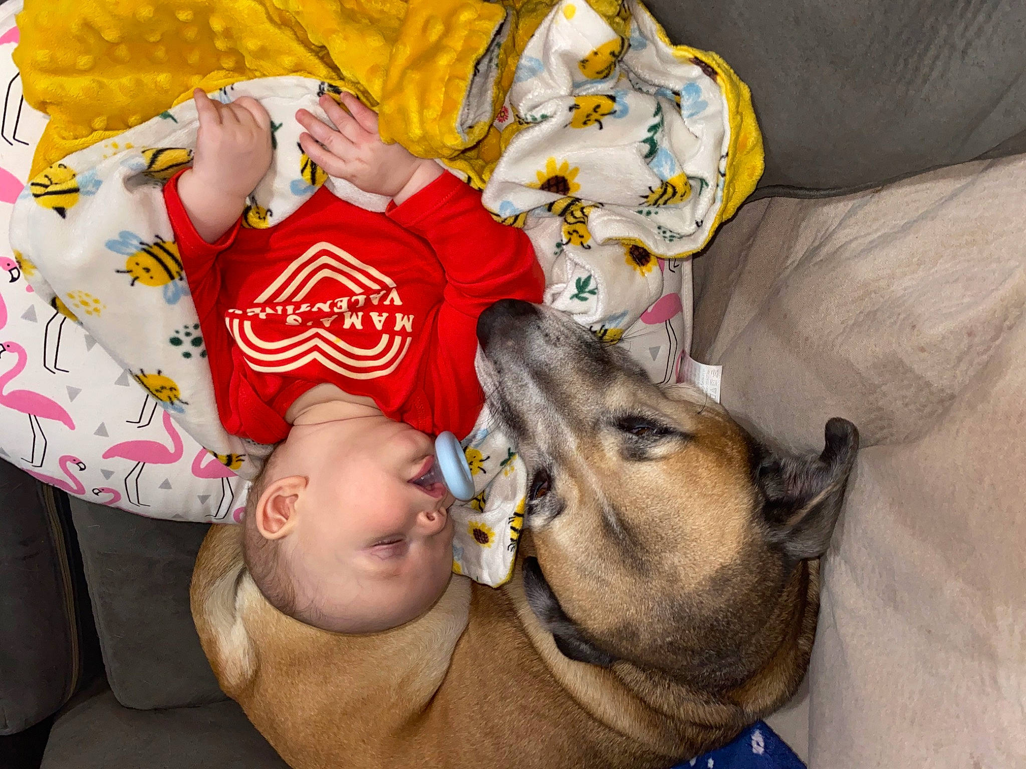 Lorelai joined the competition — help win amazing prizes! canidae, carnivore, child, comfort, companion_dog, dog_breed, fawn, felidae, fun, fur, happy, linens, nap, person, selfie, snout, sporting_group, t_shirt, toddler, whiskers