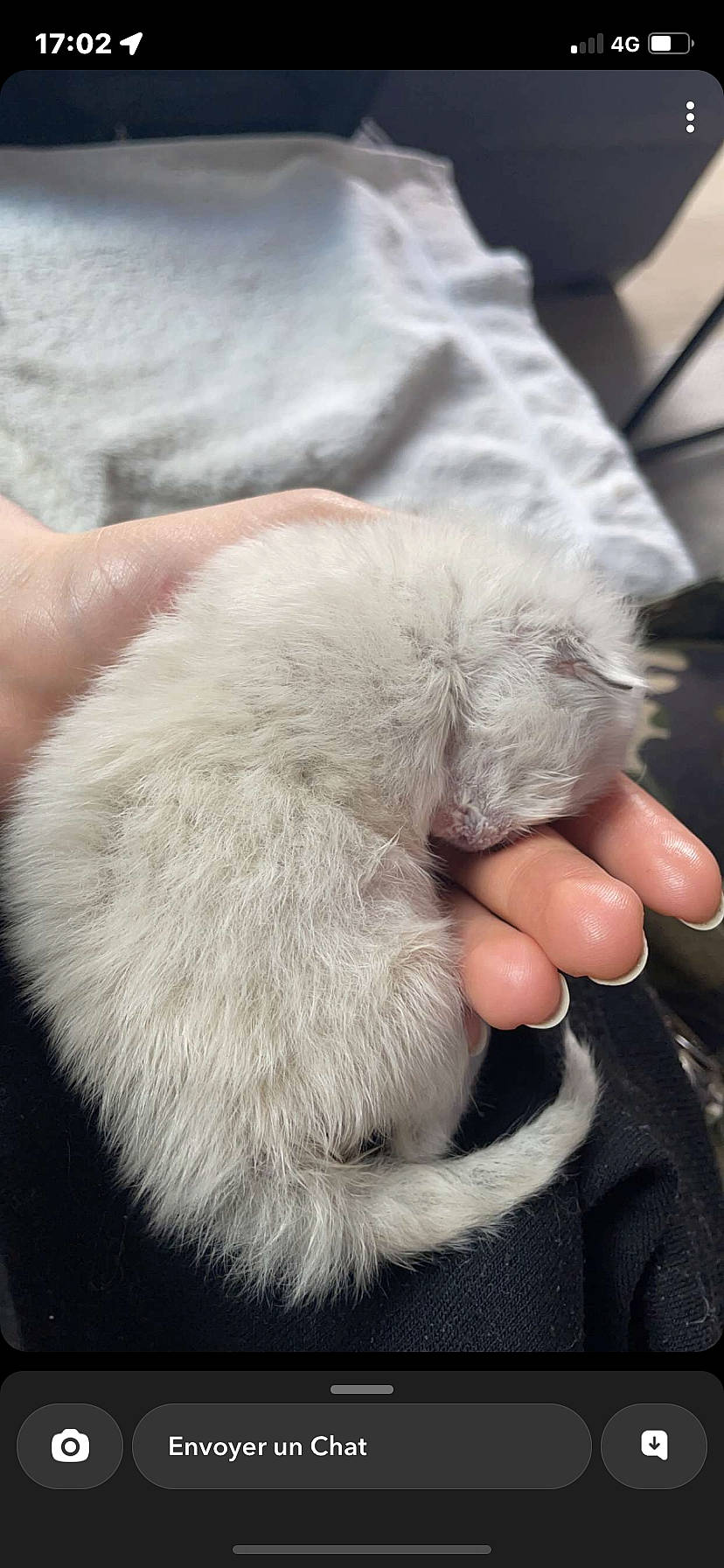 Sweety participe au concours pour gagner de l'argent avec cette photo : carnivore, cat, claw, comfort, domestic_short_haired_cat, felidae, finger, fur, gesture, nail, paw, small_to_medium_sized_cats, snout, tail, whiskers, wrinkle