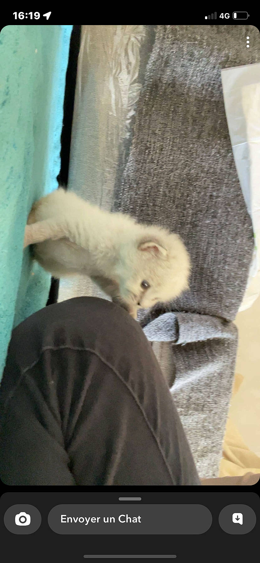 Sweety a rejoint le concours — aidez-le/la à gagner de superbes lots ! claw, collar, comfort, felidae, fur, fur_clothing, linens, mustelidae, rodent, room, sleeve, small_to_medium_sized_cats, tail, whiskers