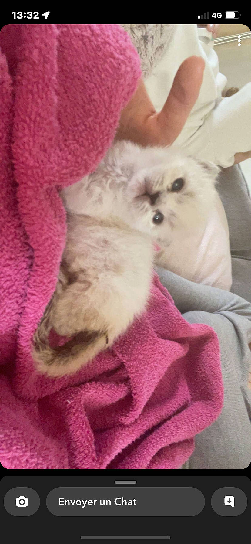 Sweety participe au concours pour gagner de l'argent avec cette photo : carnivore, comfort, companion_dog, dog, dog_breed, ear, event, fawn, felidae, fur, magenta, mammal, pink, sleeve, small_to_medium_sized_cats, snout, sporting_group, toy_dog, vertebrate, working_animal