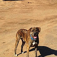 Hero joined the competition — help win amazing prizes! blue_collar, brindle, canine, dirt_ground, dog, ears, happy, mammal, natural_light, nose, outdoors, park, paws, pet, portrait, shadow, single_animal, standing, sunny, tongue_out
