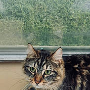 Scottie joined the competition — help win amazing prizes! animal, calm, cat, closeup, companion, curious, domestic_cat, feline, fur, green_eyes, indoor, nature_background, pet, portrait, soft_light, striped, tabby_cat, whiskers, window_screen, windowsill