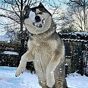 Sally participe au concours pour gagner de l'argent avec cette photo : dog, husky, snow, snowball, playful, outdoor, winter, trees, fence, yard, pet, animal, fur, jumping, active, nature, daylight, cold, canine, fun