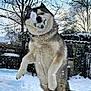 dog, husky, snow, snowball, playful, outdoor, winter, trees, fence, yard, pet, animal, fur, jumping, active, nature, daylight, cold, canine, fun