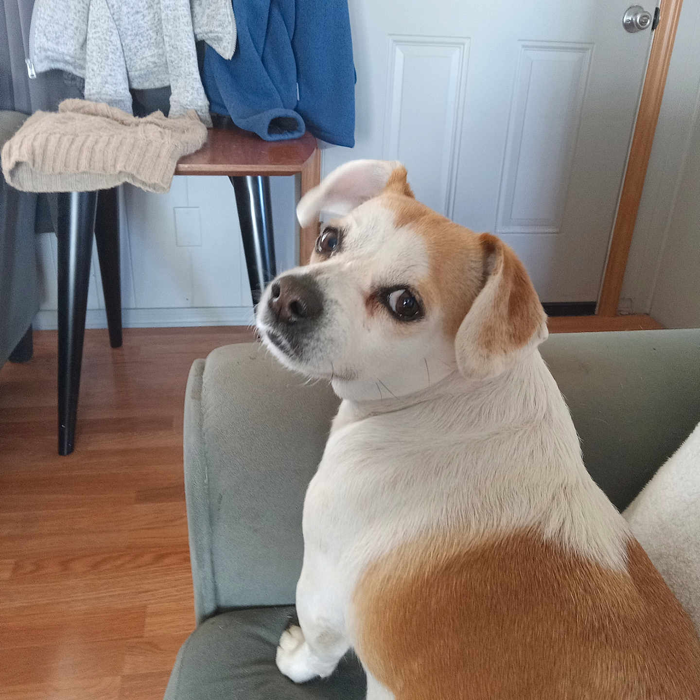 Ella is registered to the contest to win money with this photo: animal, architecture, building, canine, chair, clothing, couch, dog, furniture, glove, hardwood, hound, indoors, interiordesign, livingroom, pet, plywood, puppy, room, wood