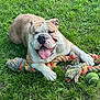 bulldog, dog, grass, toy, rope_toy, tennis_ball, outdoor, pet, animal, happy, tongue_out, playful, lying_down, summer, greenery, nature, closeup, mammal, canine, one_eye_closed