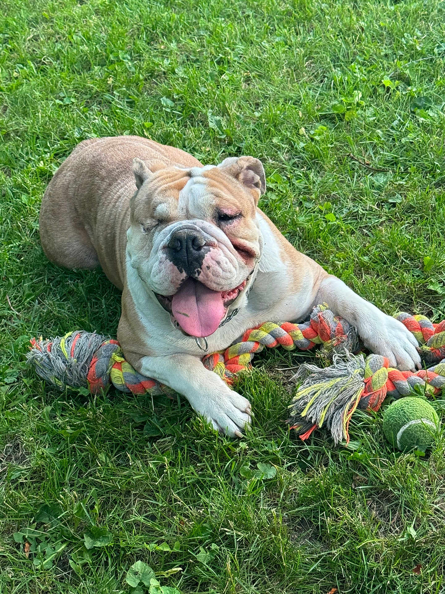 Dixie