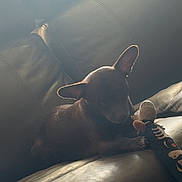 Rico is registered to the contest to win money with this photo: dog, puppy, leather_couch, toy, indoor, pet, small_dog, brown_dog, sunlight, soft_light, relaxing, cute, cozy, furniture, home, animal, playful, ears, resting, companion