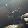 dog, puppy, leather_couch, toy, indoor, pet, small_dog, brown_dog, sunlight, soft_light, relaxing, cute, cozy, furniture, home, animal, playful, ears, resting, companion