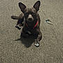 Rico is registered to the contest to win money with this photo: dog, brown_dog, small_dog, pet, indoor, carpet, pink_collar, animal, canine, ears, paw, laying_down, looking_at_camera, floor, domestic_animal, cute, companion, fur, alert, resting